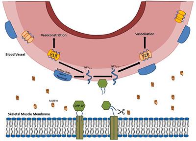 Dipeptidyl Peptidase IV as a Muscle Myokine